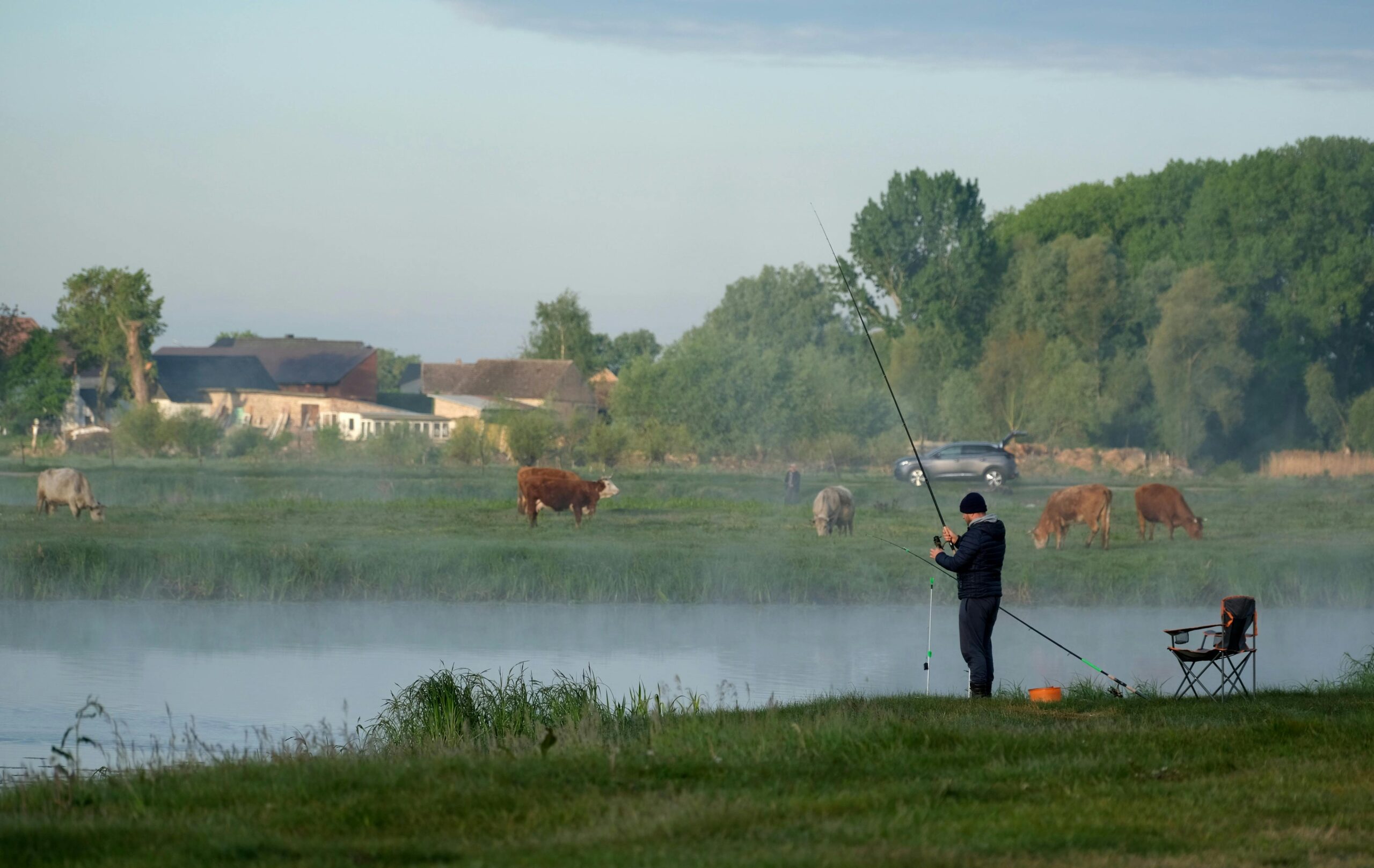 “Man fishing by a misty river at sunrise with cows grazing in the background.