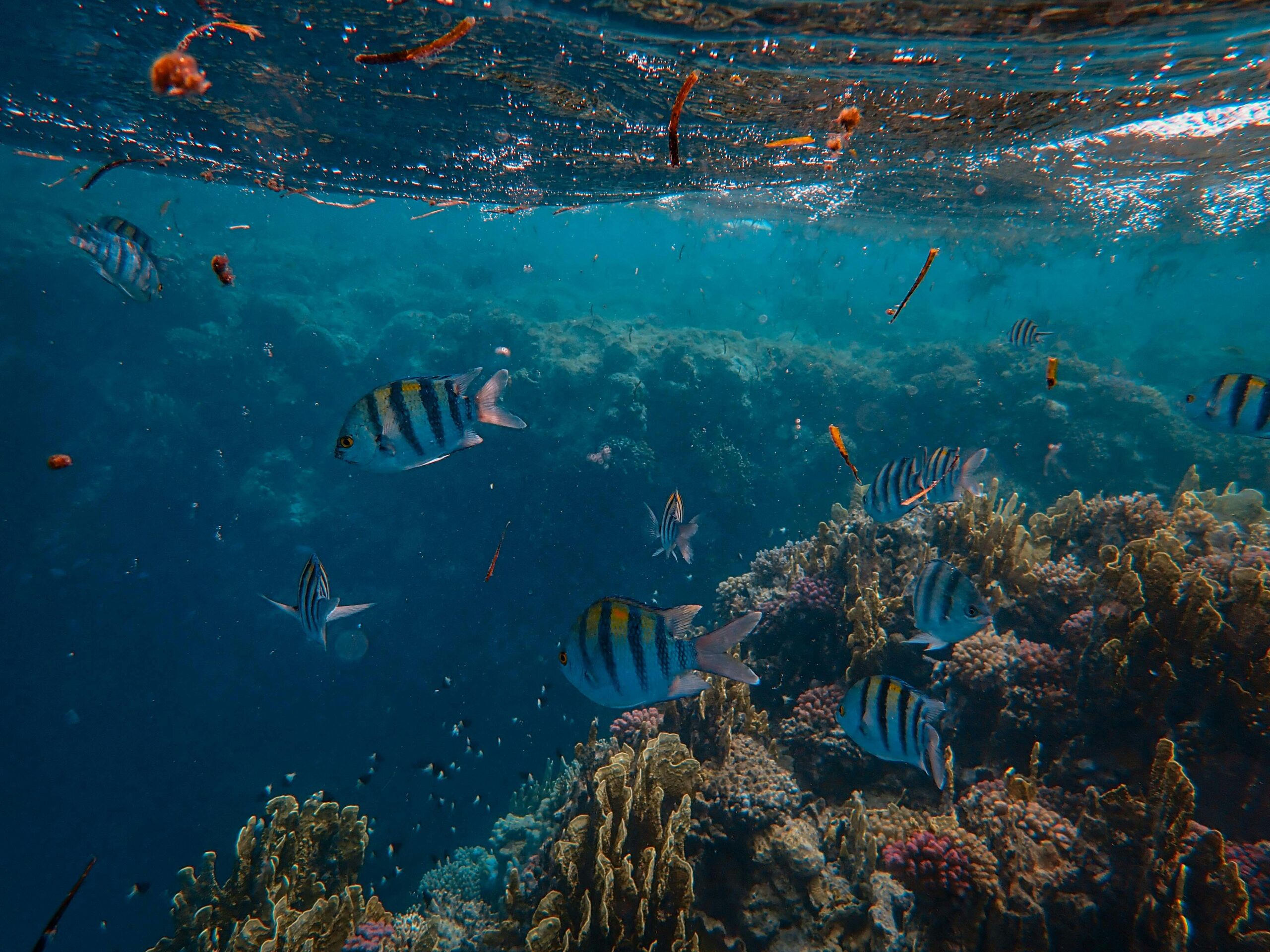 Underwater Fishing Camera Review — What I Actually Saw Beneath a UK River