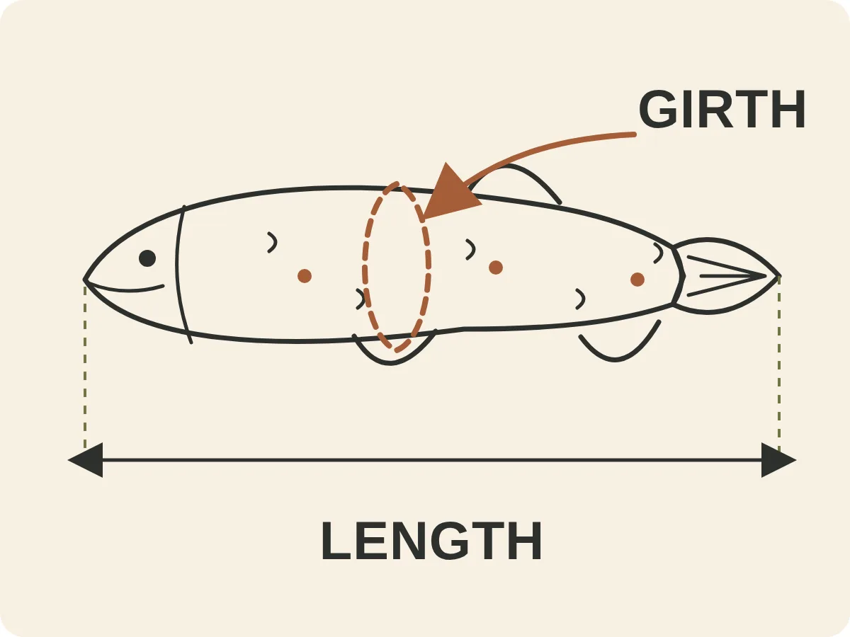Doodle diagram showing total trout length measured from the snout to the end of gently closed tail lobes, and optional girth around the deepest part of the body.